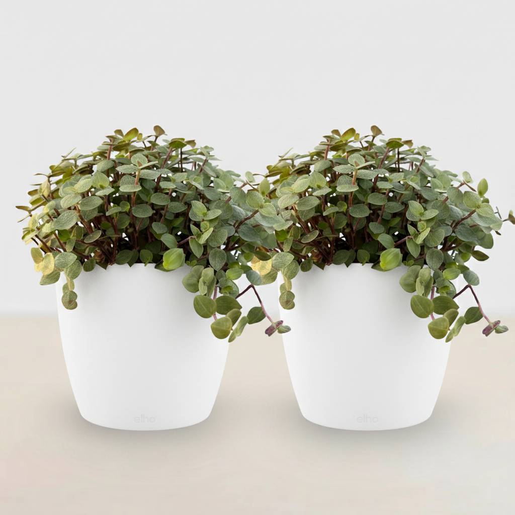 La Green Touch - Calissia Repens - H20cm - Image 2