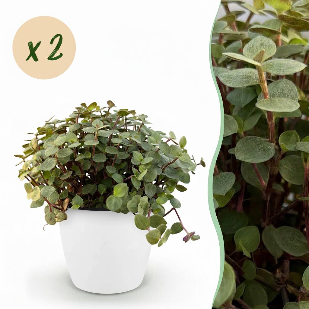 Calissia Repens - H20cm