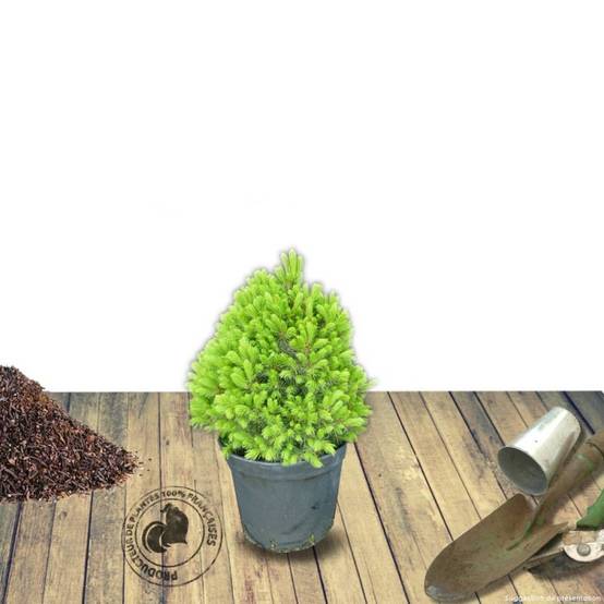 Épinette blanche Conica, Picea - Pot de 5L - 40/60 cm - Image 8