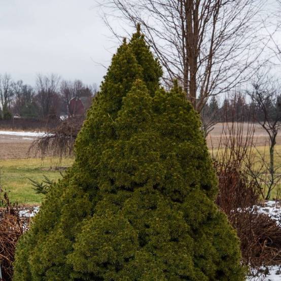 Épinette blanche Conica, Picea - Pot de 5L - 40/60 cm - Image 6