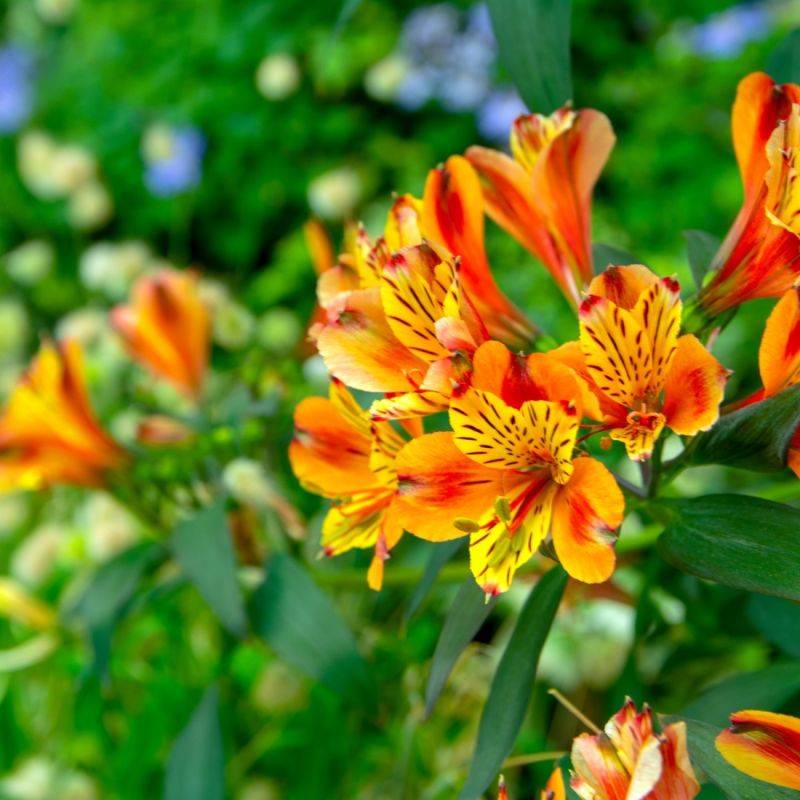 3 Lys des Incas 'Chinon' (Alstroemeria 'Chinon') - Lot de 3 vivaces - Pépinières Naudet - Imagen 1