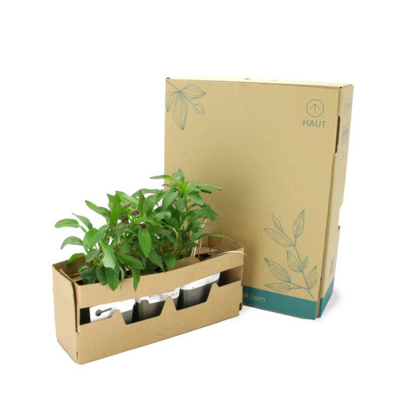 3 Lys des Incas 'Chinon' (Alstroemeria 'Chinon') - Lot de 3 vivaces - Pépinières Naudet - Imagen 5