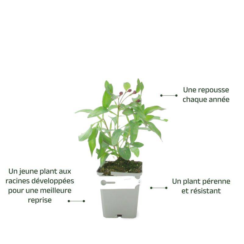 3 Lys des Incas 'Chinon' (Alstroemeria 'Chinon') - Lot de 3 vivaces - Pépinières Naudet - Imagen 3