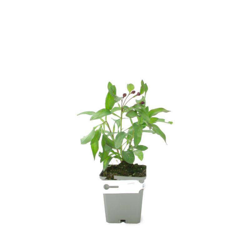 3 Lys des Incas 'Chinon' (Alstroemeria 'Chinon') - Lot de 3 vivaces - Pépinières Naudet - Imagen 2