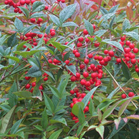 Nandina domestica - Bambou sacré Pot de 2L/3L - Image 1