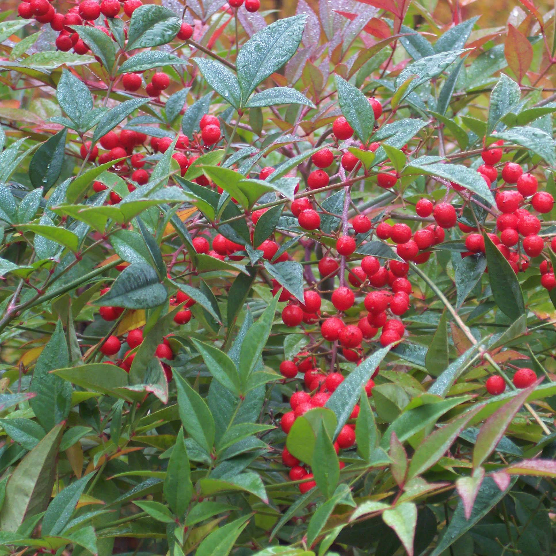 Nandina domestica - Bambou sacré Pot de 2L/3L - Image 1