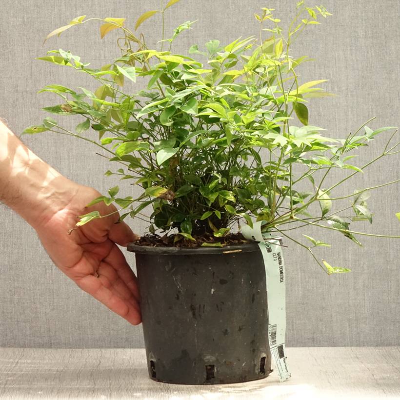 Nandina domestica - Bambou sacré Pot de 2L/3L - Image 2