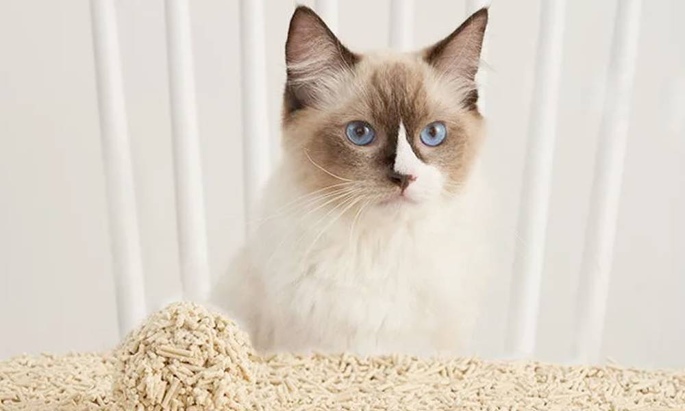 Eziclean - Lot de 4x litières végétales pour chat EZIclean Premium Cat Litter - Image 4