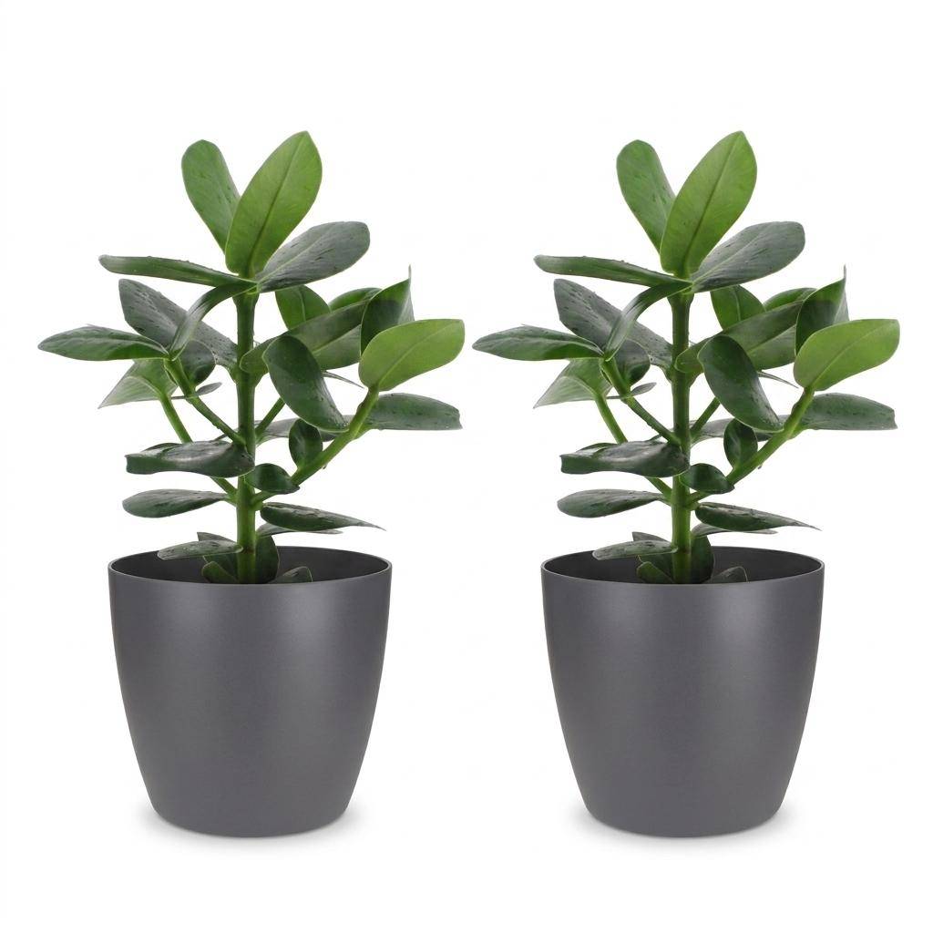 La Green Touch - Clusia rosea Princess - Arbre autographe - Lot de 2 plantes - Avec cache-pot gris - Pot Ø12 cm, H 40 cm - Image 2