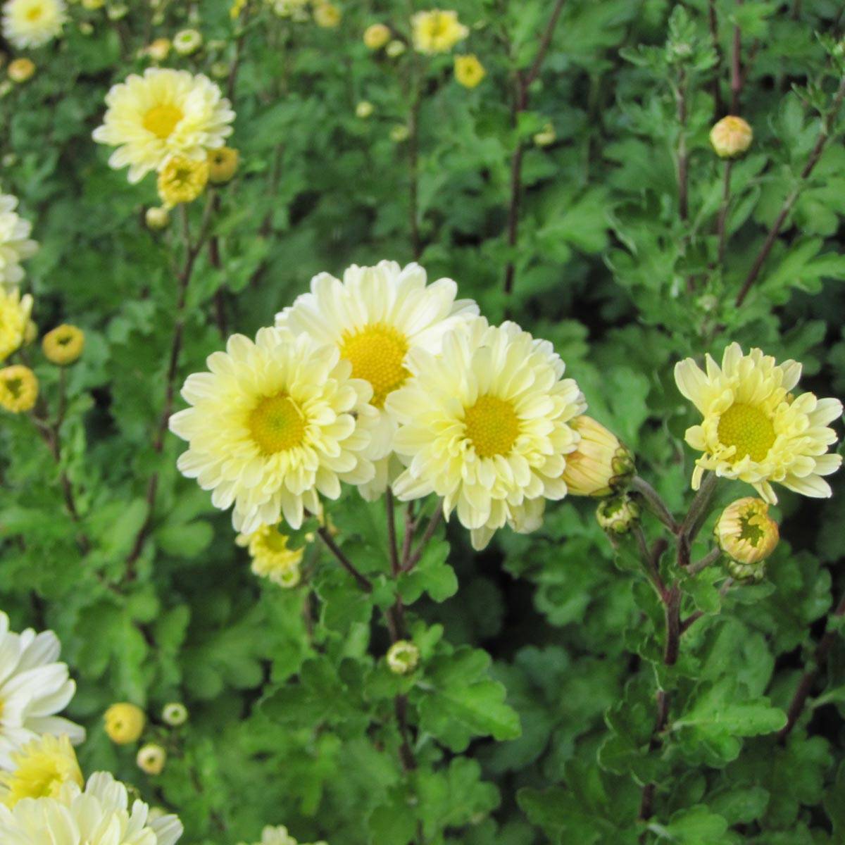 Chrysanthème indicum Poésie - Marguerite d'automne Godet de 8/9 cm
