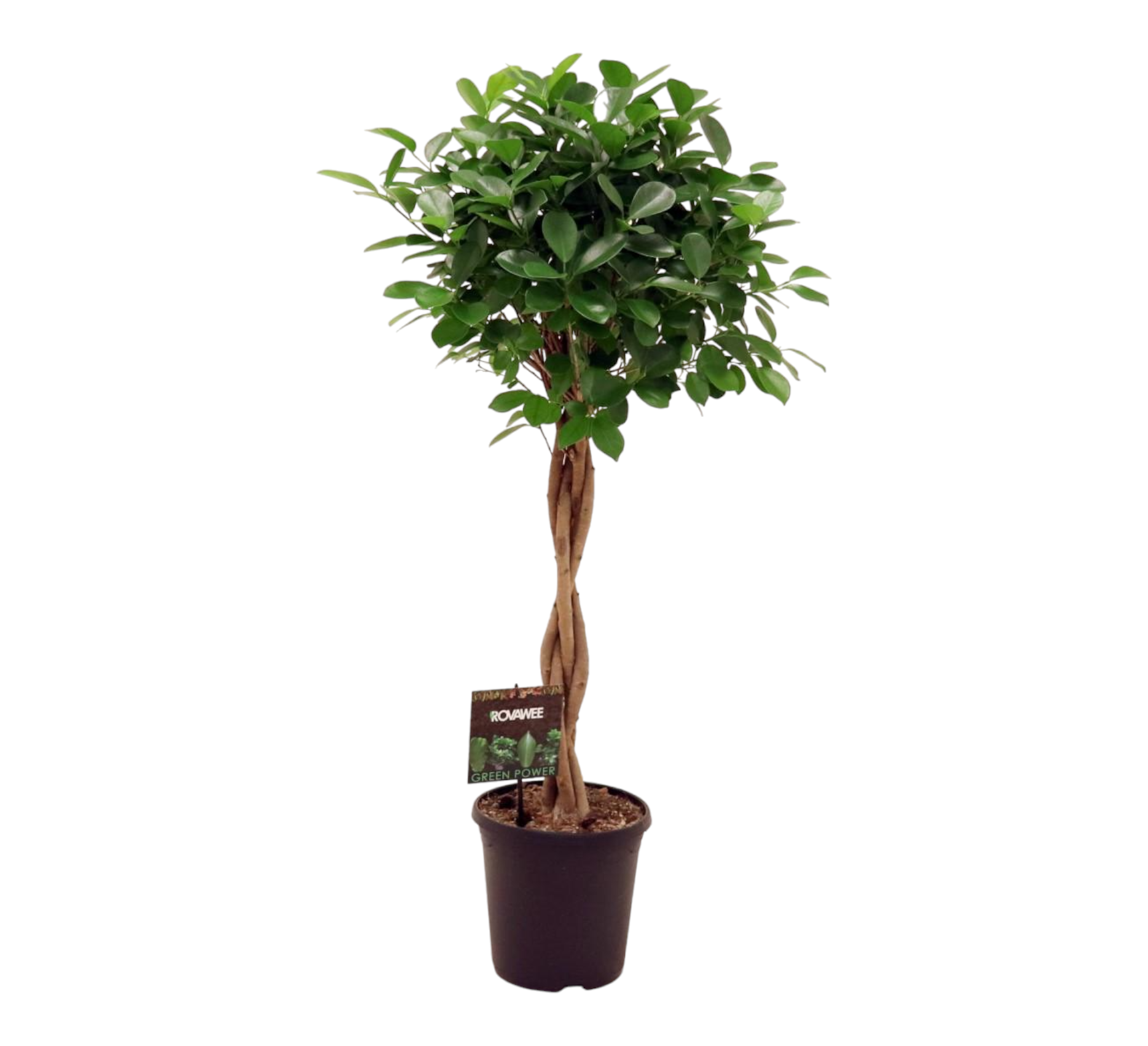 Ficus Microcarpa Moclame 110cm - Plante d'intérieur- La Green Touch - Image 1