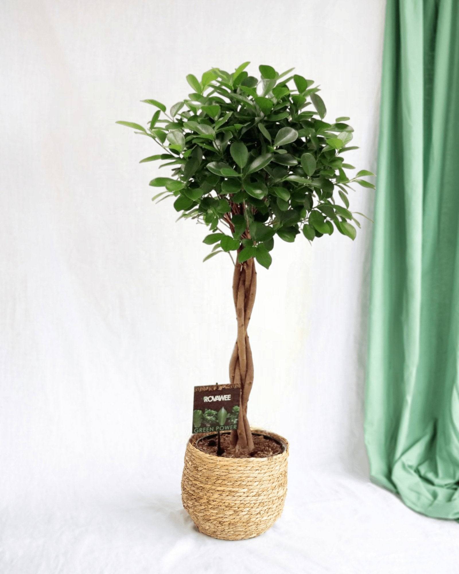 Ficus Microcarpa Moclame 110cm - Plante d'intérieur- La Green Touch - Image 2