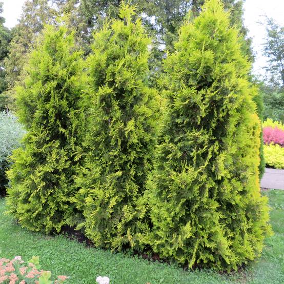 Promesse de Fleurs - Thuya du Canada - Thuja occidentalis Golden Brabant Godet de 8/9 cm