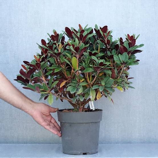 Rhododendron neriiflorum Burletta Pot de 6L/7L - Image 2