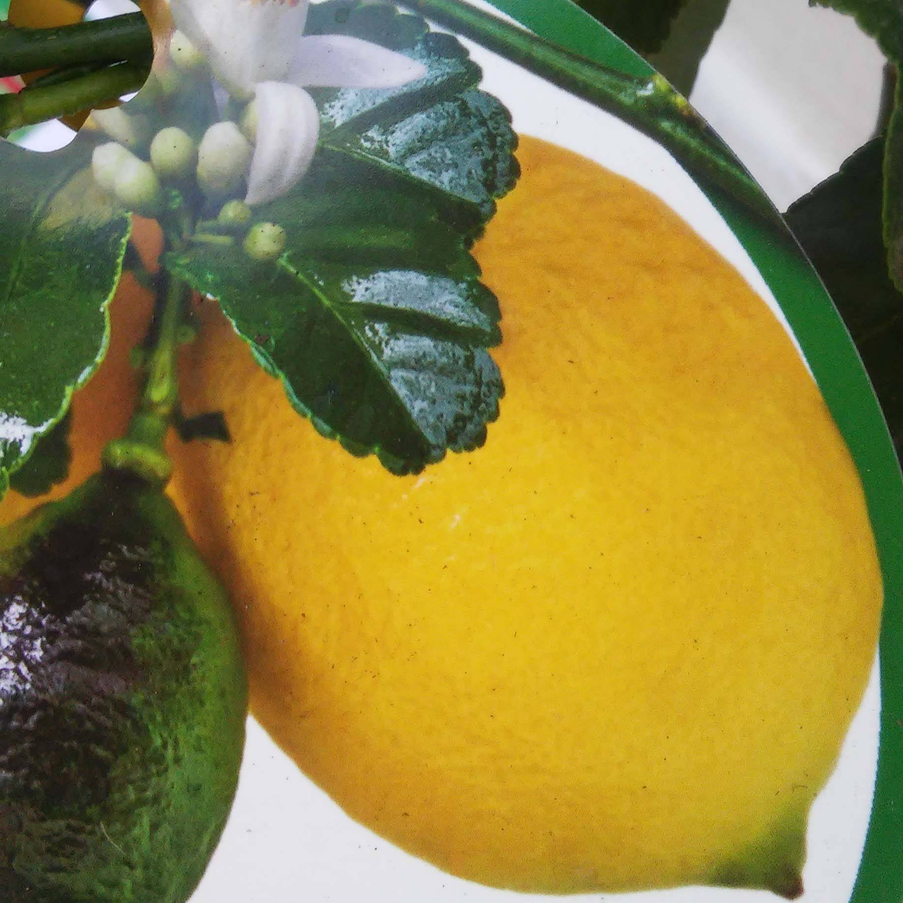 Promesse de Fleurs - Citronnier - Citrus limon Femminello Carrubaro Pot de 4L/5L, 1/4 de tige