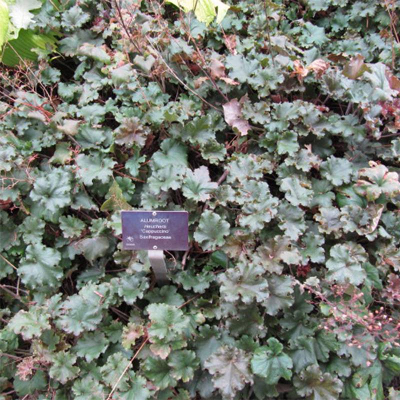 Heuchère - Heuchera Cappuccino Godet de 8/9 cm