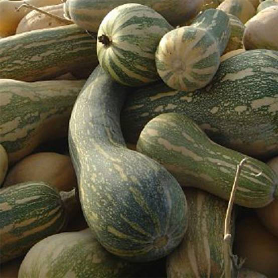Courge Pleine de Naples - Lunga di Napoli le sachet de 15 graines environ (2g)