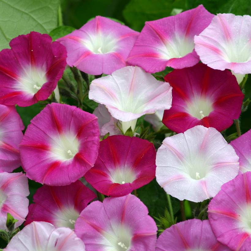Graines d'Ipomée La Vie en Rose - Ipomoea purpurea le sachet de 70 graines environ (2g)