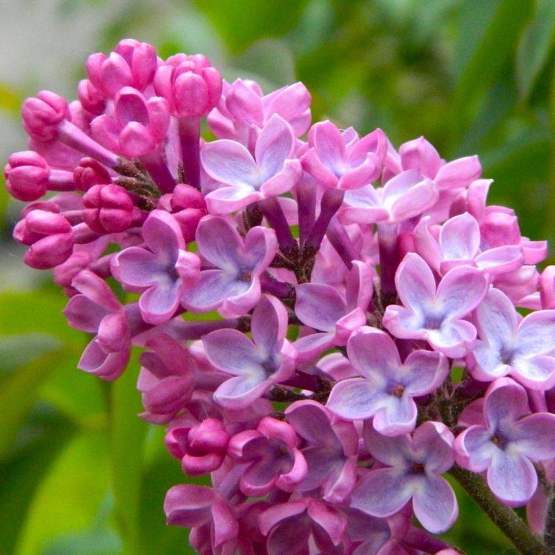 Lilas Commun 'Princesse Sturdza' (Syringa Vulgaris) - Godet - Taille 13/25cm - Pépinières Naudet - Image 1