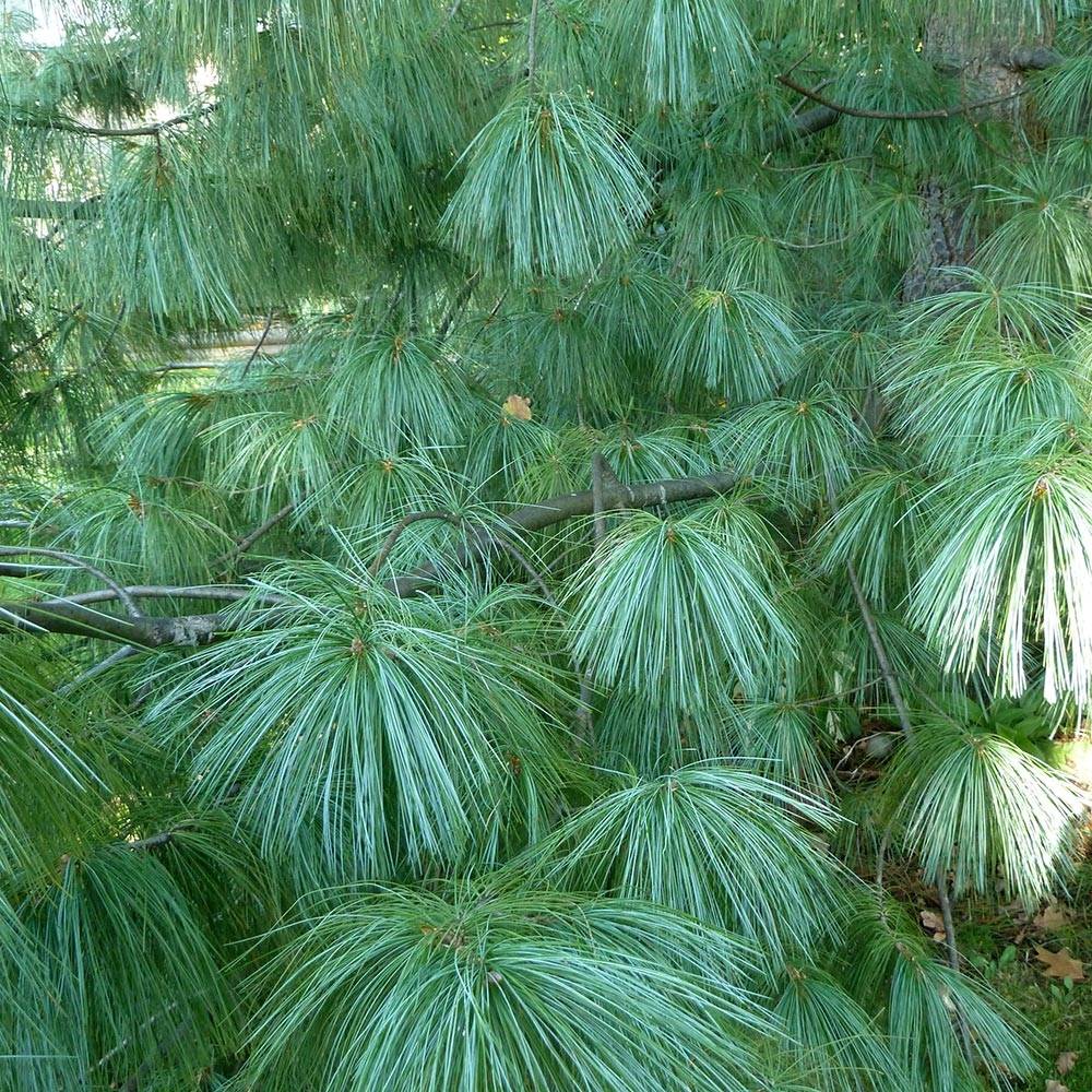 Pinus wallichiana - Pinus griffithii - Pin pleureur de l'Himalaya Pot ...