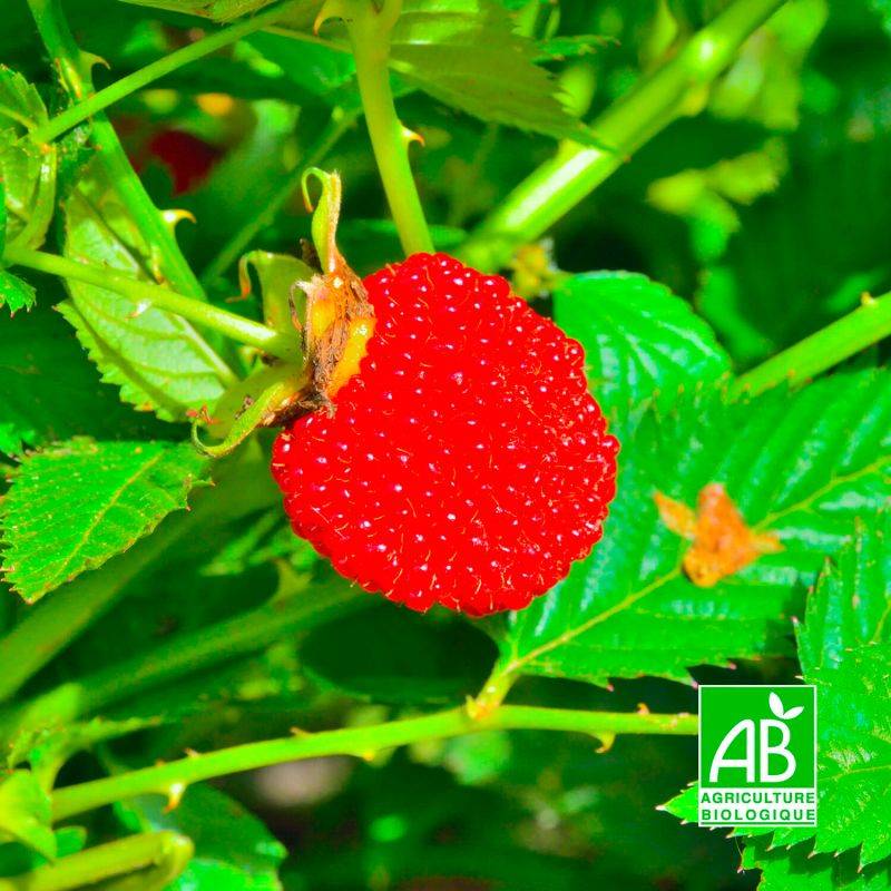 Framboisier fraise japonais BIO (Rubus illecebrosus) - Godet 9cm - Pépinières Naudet