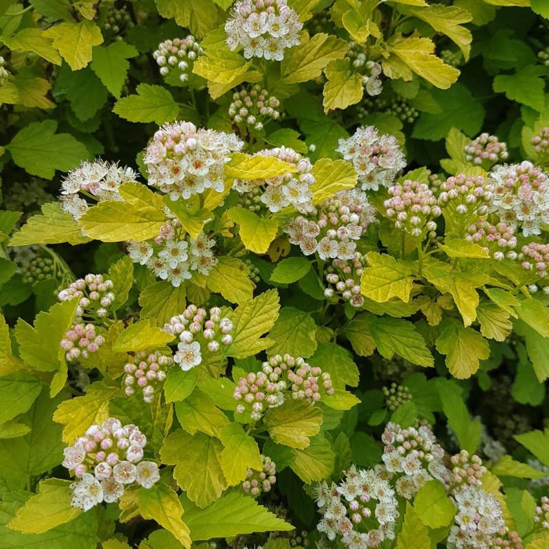 Physocarpus Raspberry Lemonade® 'ZLEYel2', Physocarpe à fleurs Blanche/ - feuillage Caduc - Godet - 5/20 cm - Imagen 5