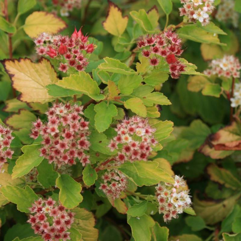 Physocarpus Raspberry Lemonade® 'ZLEYel2', Physocarpe à fleurs Blanche/ - feuillage Caduc - Godet - 5/20 cm - Imagen 1