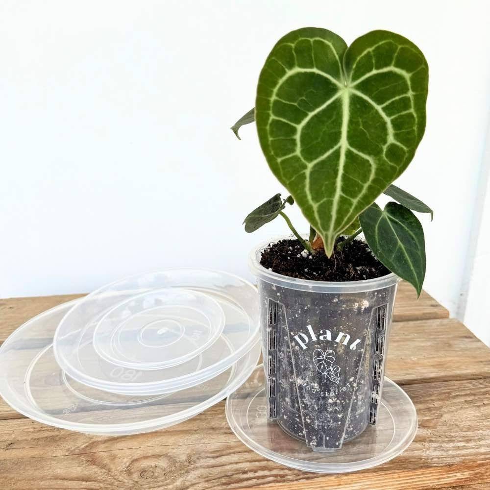 Soucoupes transparentes pour plantes - Soucoupes rigides - Coupelles pour plantes - X10 unités - Pot de 11cm - Image 8