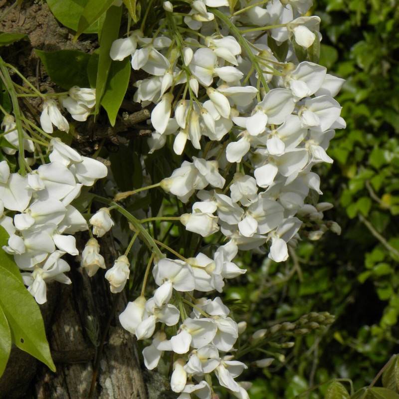 Glycine soyeuse à fleurs Blanche - feuillage Caduc - Godet - 5/20 cm-  hauteur à maturité De 5,00 m à 10,00 m
