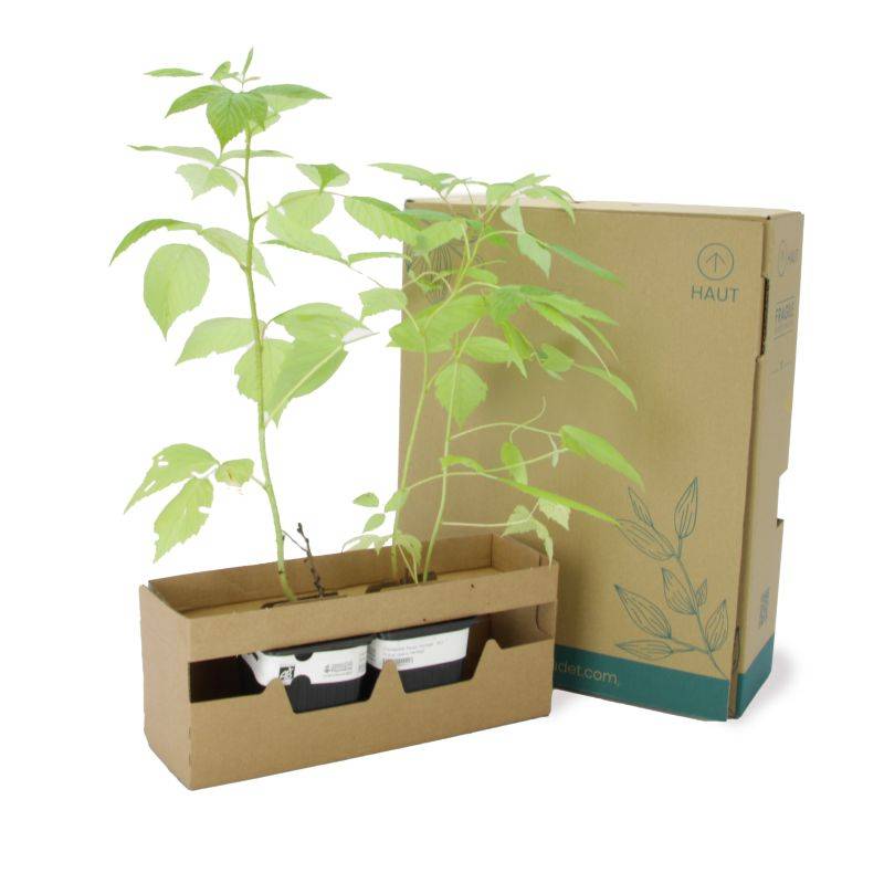 Framboisier 'Zeva' BIO (Rubus idaeus 'Zeva') - Godet 9cm - Pépinières Naudet - Imagen 5