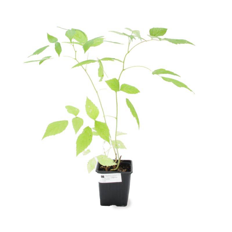 Framboisier 'Zeva' BIO (Rubus idaeus 'Zeva') - Godet 9cm - Pépinières Naudet - Imagen 2