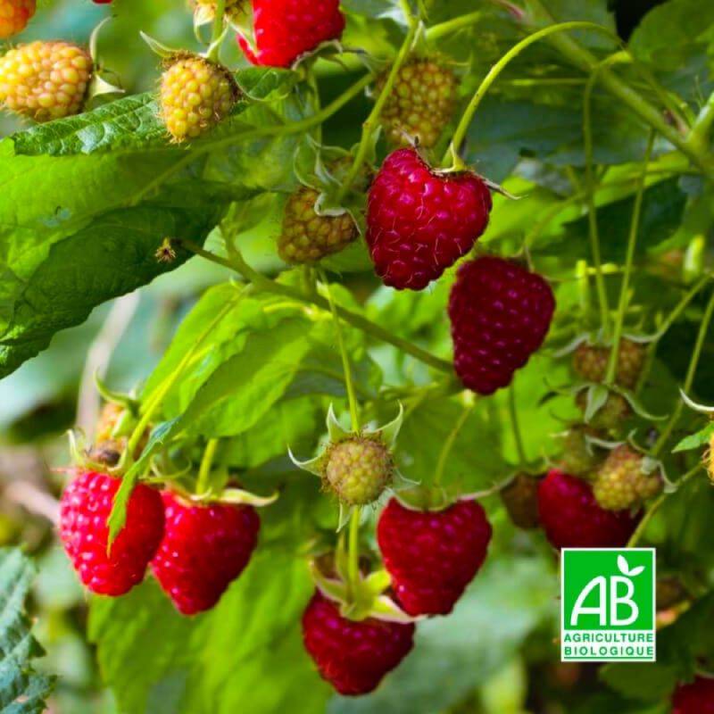 Framboisier 'Zeva' BIO (Rubus idaeus 'Zeva') - Godet 9cm - Pépinières Naudet - Imagen 1