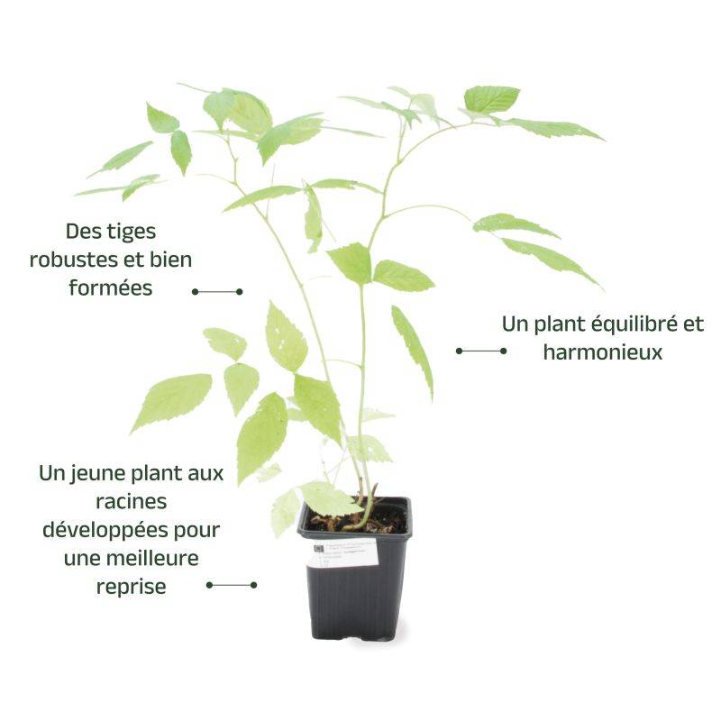 Framboisier 'Zeva' BIO (Rubus idaeus 'Zeva') - Godet 9cm - Pépinières Naudet - Imagen 3
