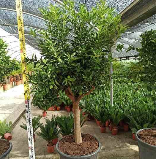 Sans Marque - Citrus Kumquat agrumes (Fortunella margarita) Couleur floraison:Blanc - Taille:Pot de 80L - 150/175cm -20/30 péri - Imagen 4