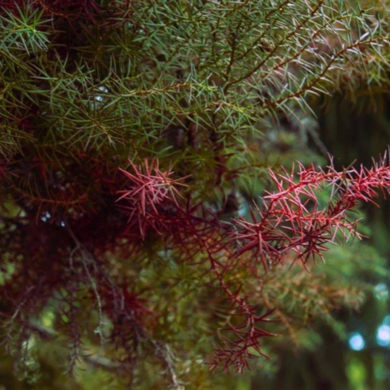 Cèdre du Japon 'Elegans Viridis' (Cryptomeria japonica 'Elegans Viridis') - Godet 9cm - Pépinières Naudet
