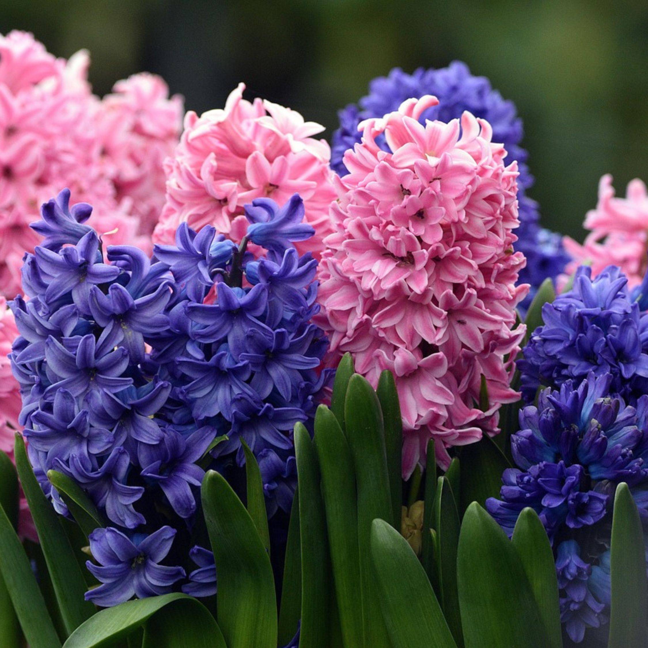Plant In A Box - Jacinthe - Set de 10 - Hyacinthus - Bulbes à fleurs - Image 4