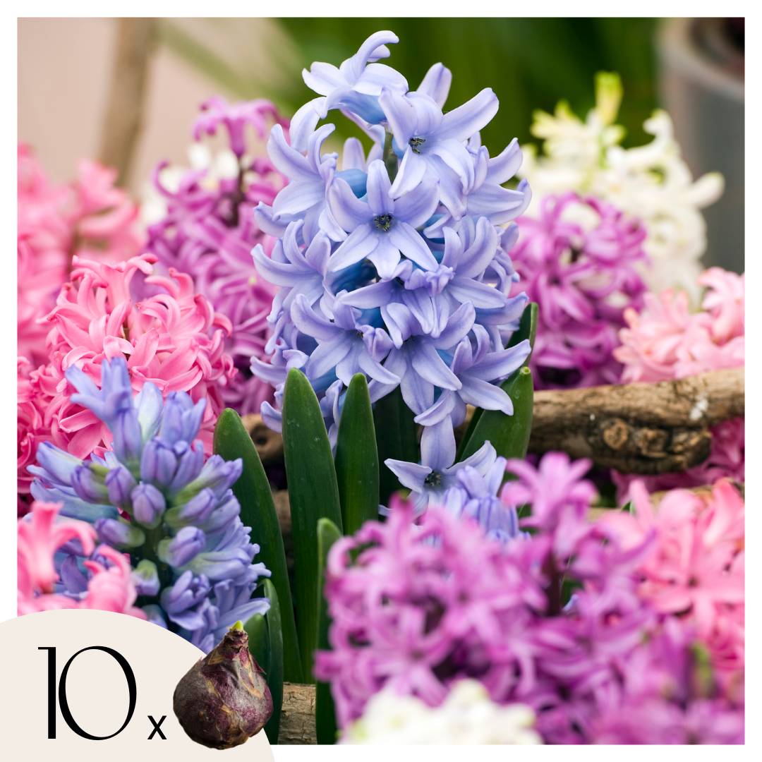 Plant In A Box - Jacinthe - Set de 10 - Hyacinthus - Bulbes à fleurs - Image 1