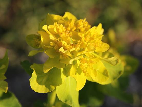 Euphorbia polychroma - Euphorbe polychrome Godet de 8/9 cm - Image 3