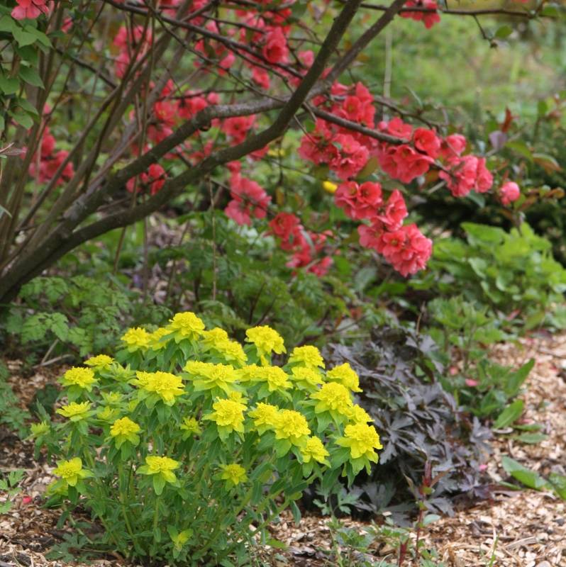 Euphorbia polychroma - Euphorbe polychrome Godet de 8/9 cm - Image 1