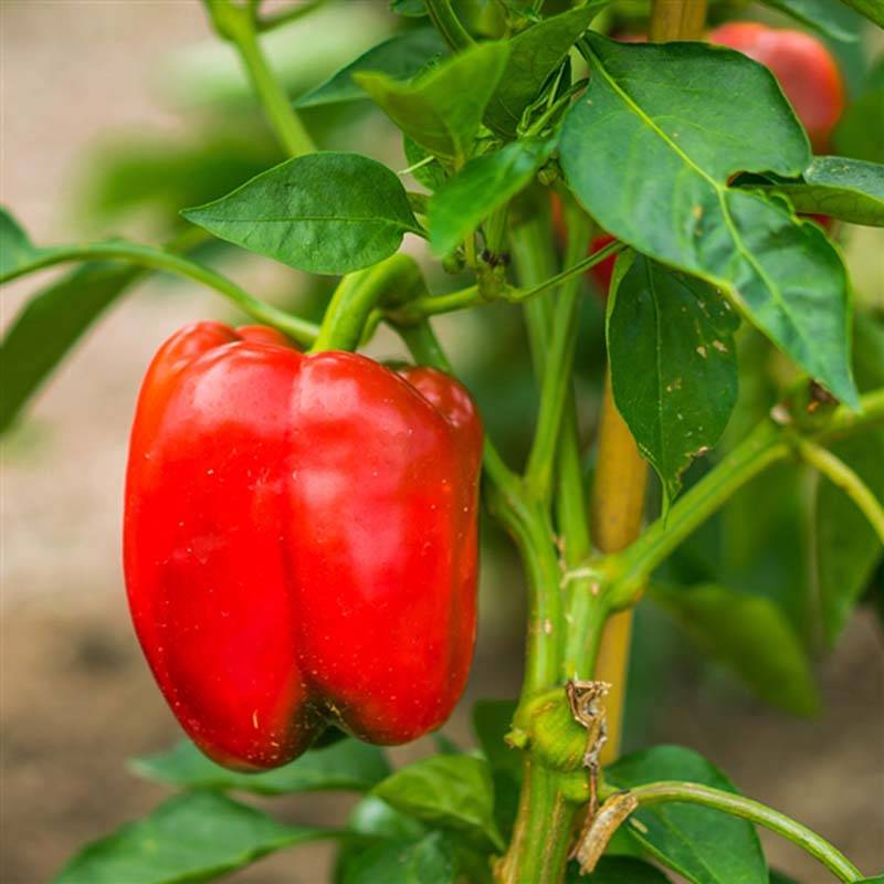 Poivron carré d'Asti Rouge Bio - Ferme de Sainte Marthe le sachet de 30 graines environ (Sachet de 30 grainesg)
