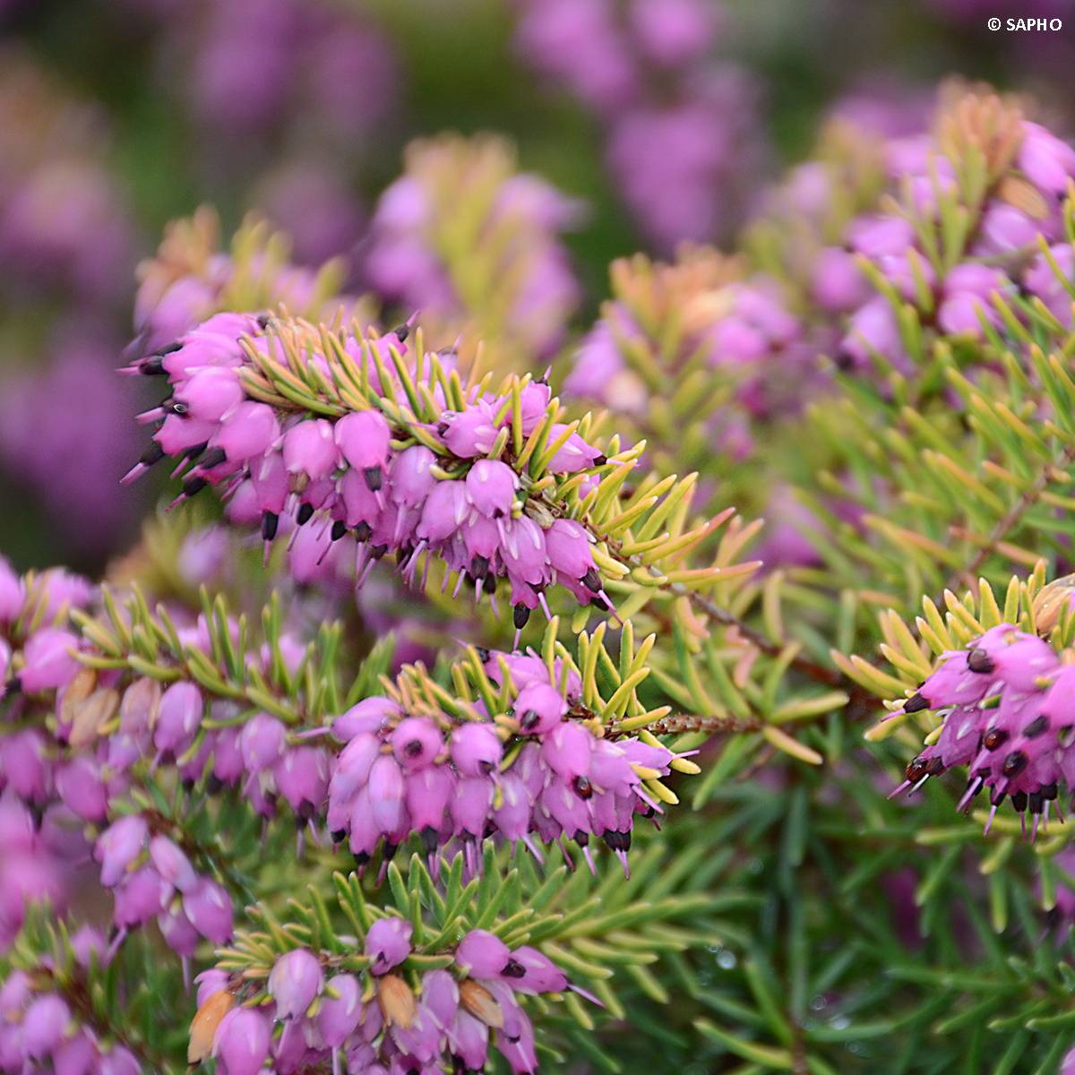 Promesse de Fleurs - Erica x darleyensis Eva Gold - Bruyère d'hiver Pot de 3L/4L - Image 1