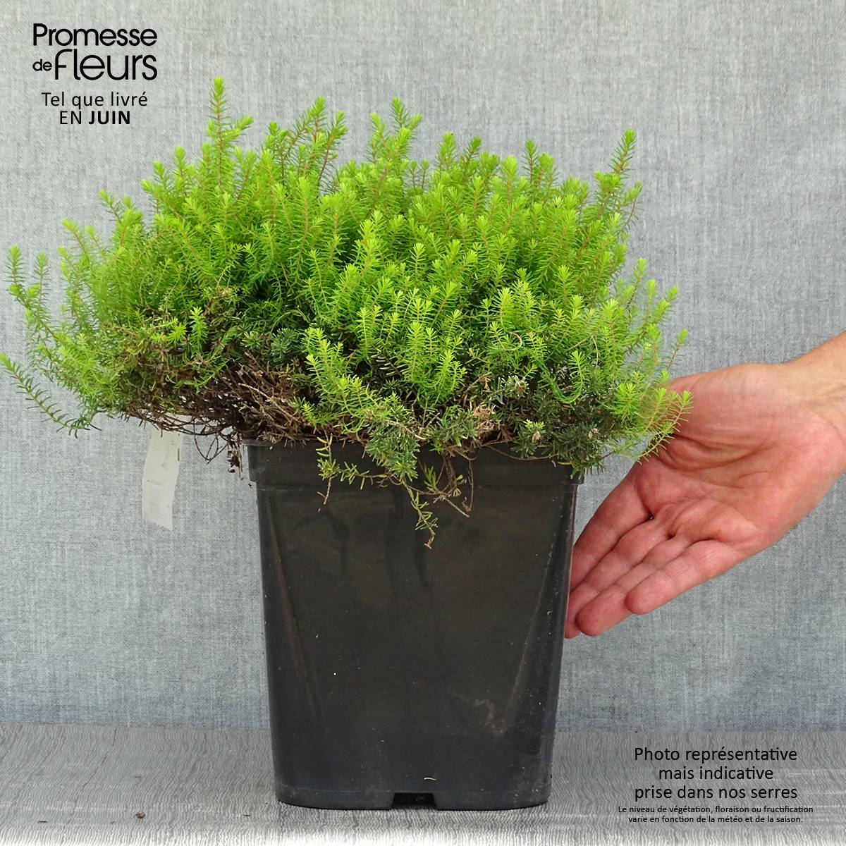 Promesse de Fleurs - Erica x darleyensis Eva Gold - Bruyère d'hiver Pot de 3L/4L - Image 2