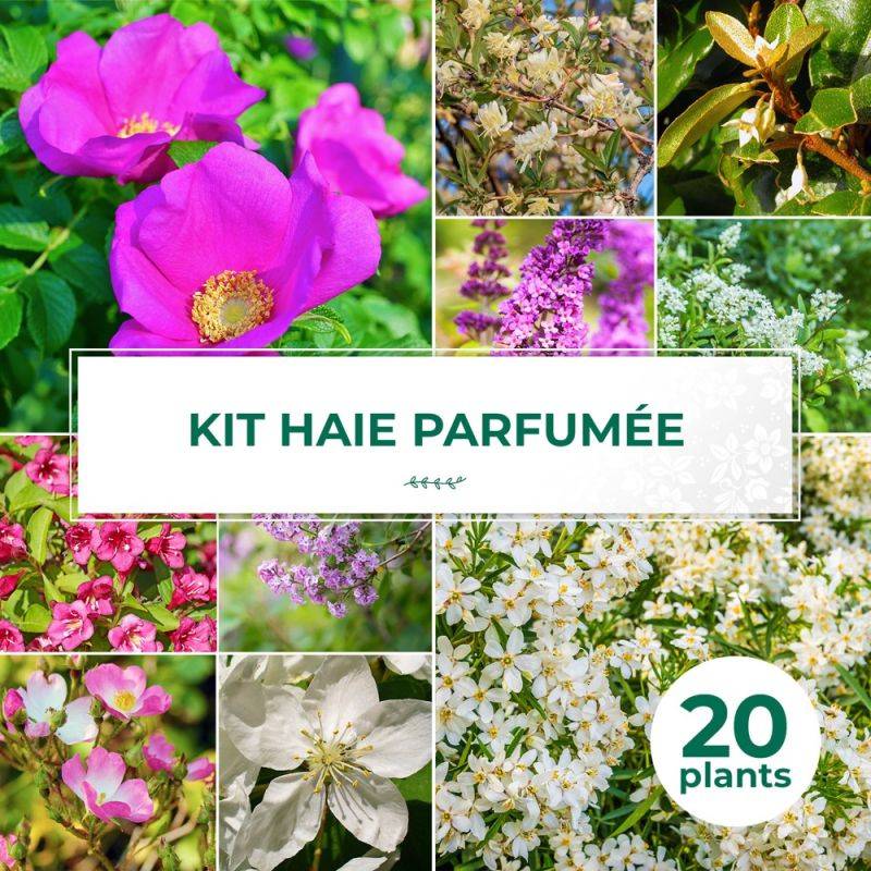 Haie Parfumée - 20 arbustes -  - Pépinières Naudet - Image 1