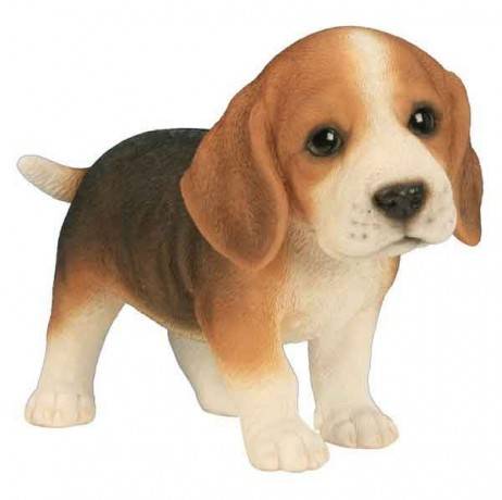 Riviera - Beagle bébé