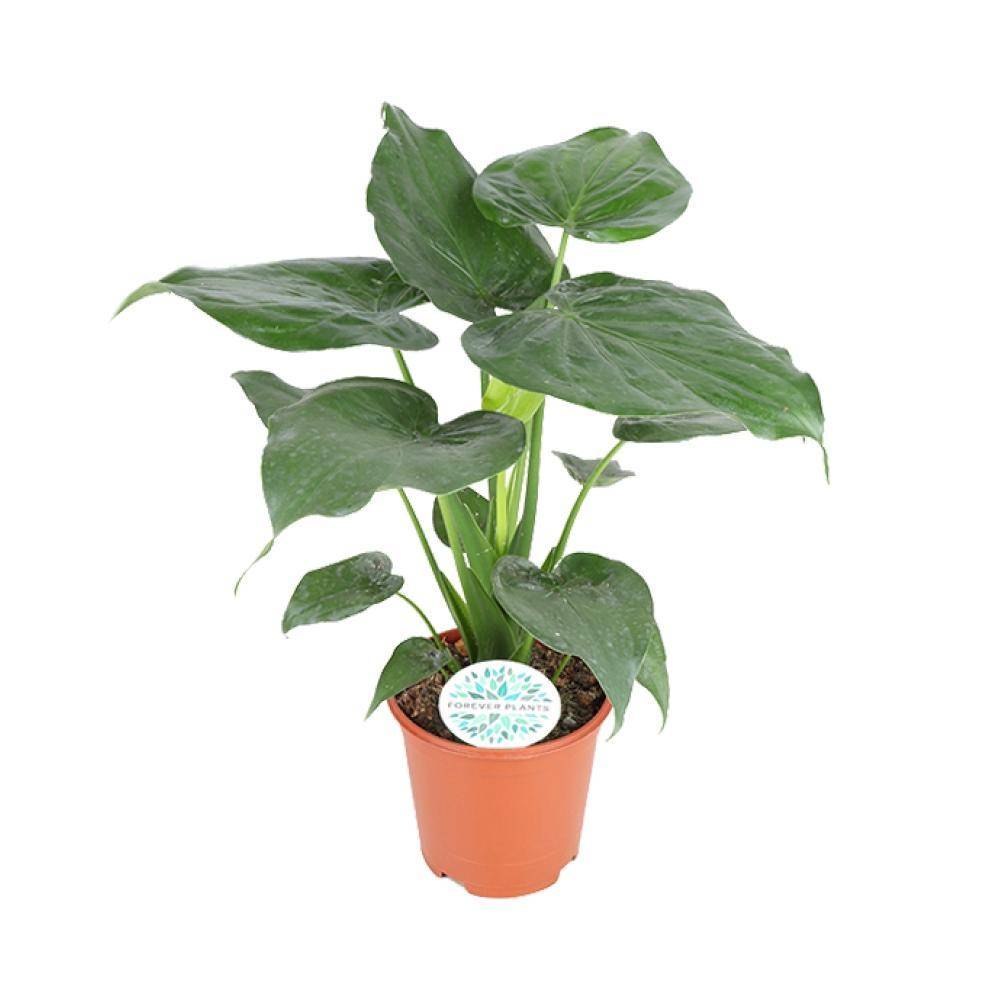Alocasia Cucullata - D21 H80cm