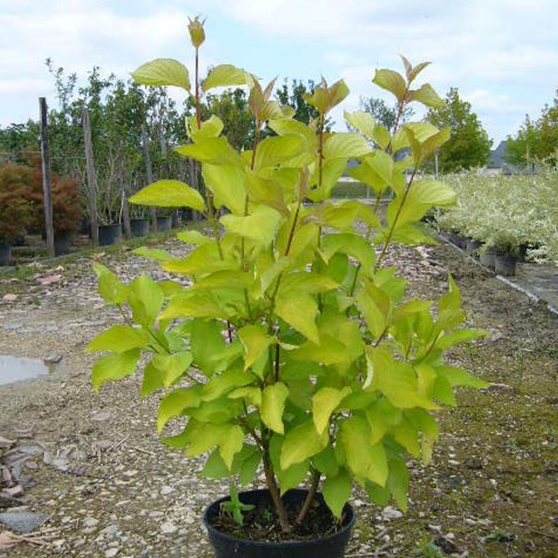 Cornouiller blanc Aurea, Cornus à fleurs Blanche - feuillage Caduc - Pot de 7,5L - 60/80 cm-  hauteur à maturité De 1,50 m à 2,00 m - Image 1