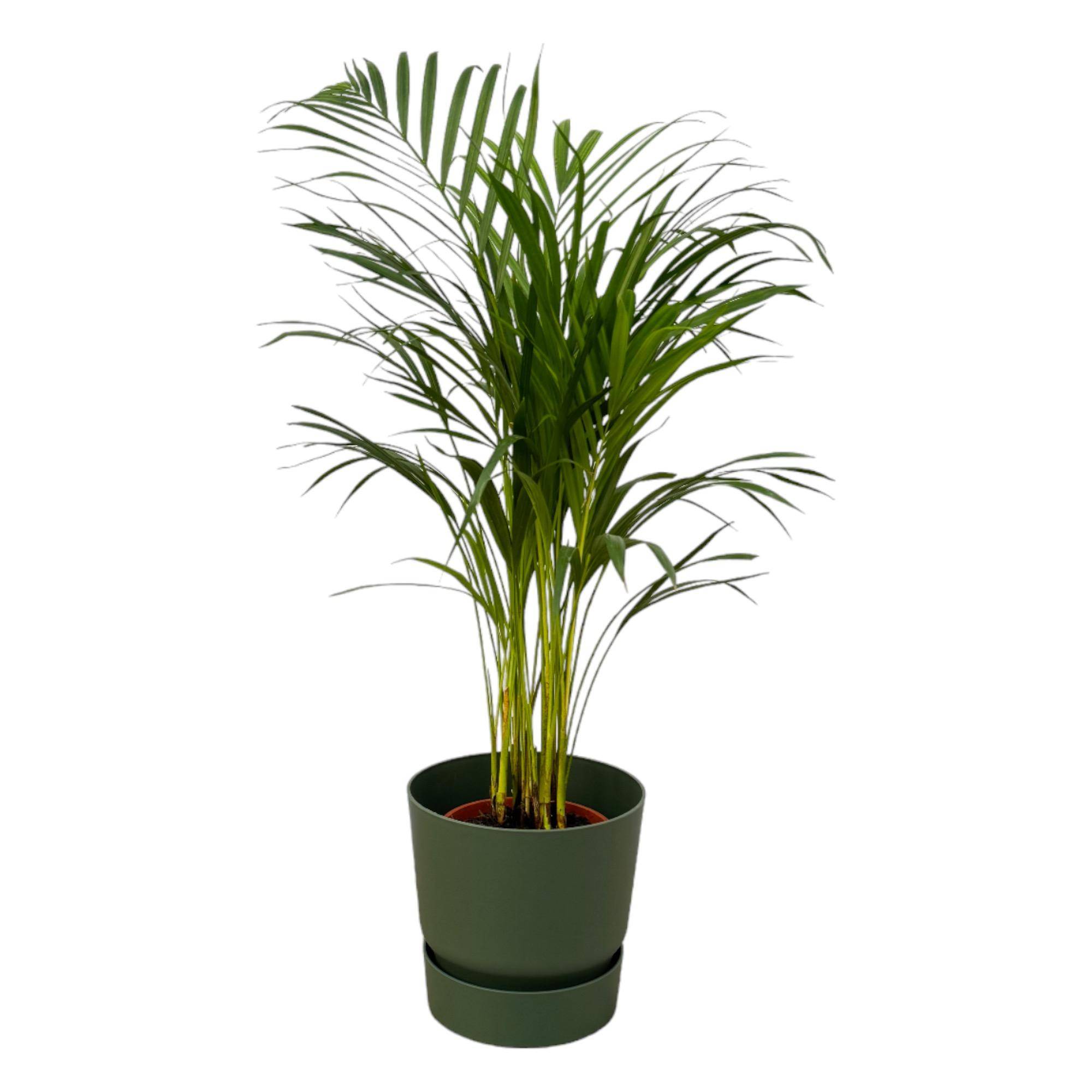 Palmier Areca - Plantes d'intérieur - Image 1