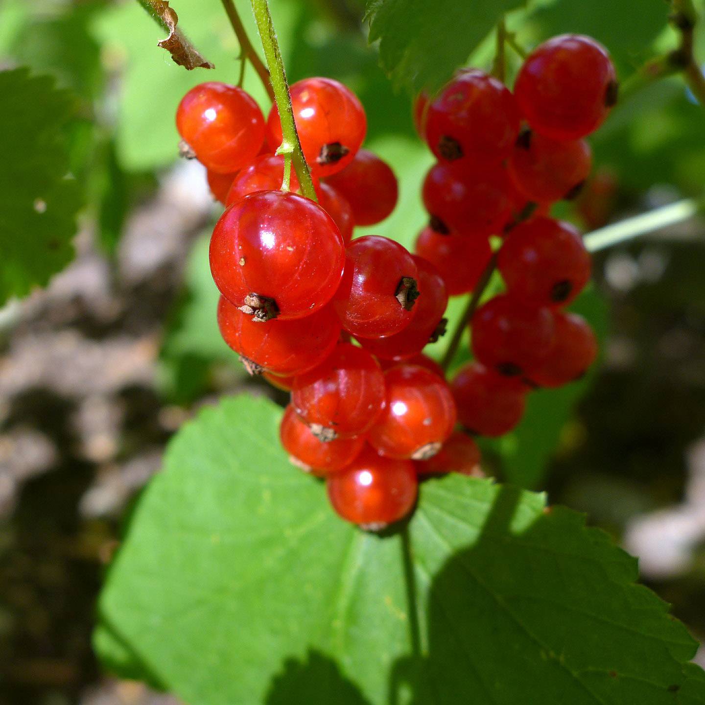 Promesse de Fleurs - Groseillier à grappes Jonkheer van Tets Pot de 1,5L/2L, Buisson
