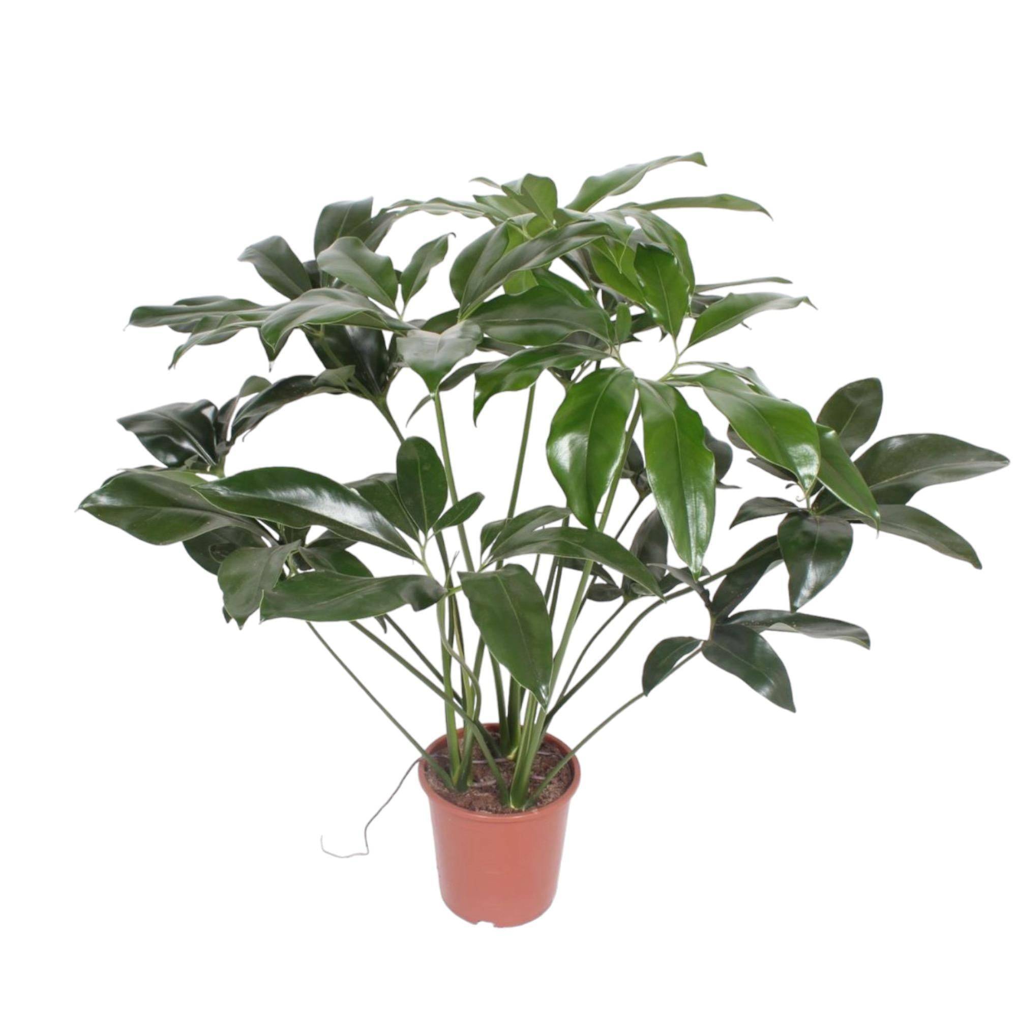 La Green Touch - Philodendron Vert Wonder - D24 H100cm