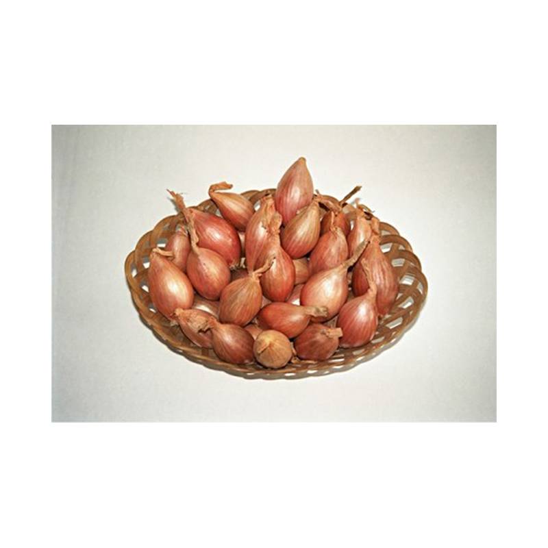 Promesse de Fleurs - Echalote Longor - Allium cepa en plants Pièce calibre 15/35 mm, Sac de 250g